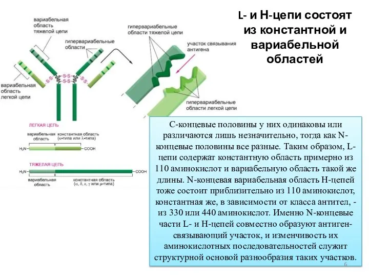 С-концевые половины у них одинаковы или различаются лишь незначительно, тогда как N-концевые