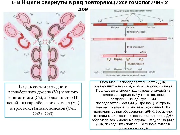 L- и Н-цепи свернуты в ряд повторяющихся гомологичных доменов Организация последовательностей ДНК,