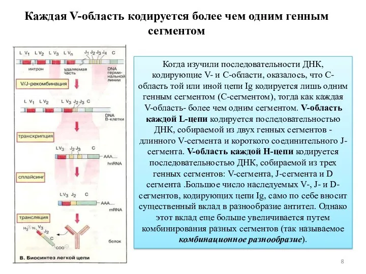 Когда изучили последовательности ДНК, кодирующие V- и С-области, оказалось, что С-область той