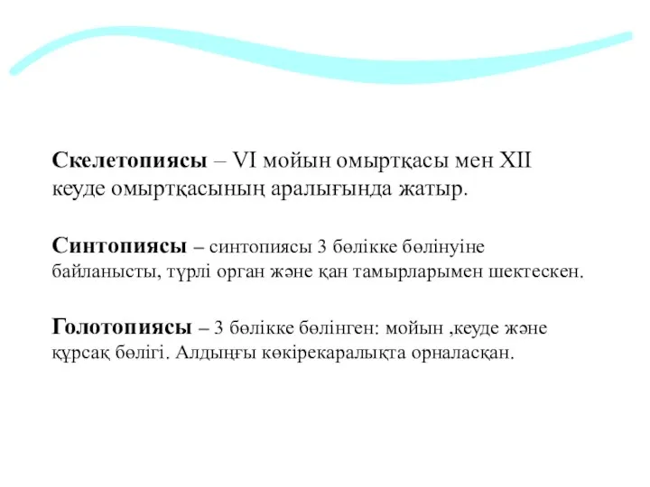 Cкелетопиясы – VI мойын омыртқасы мен ХІІ кеуде омыртқасының аралығында жатыр. Синтопиясы