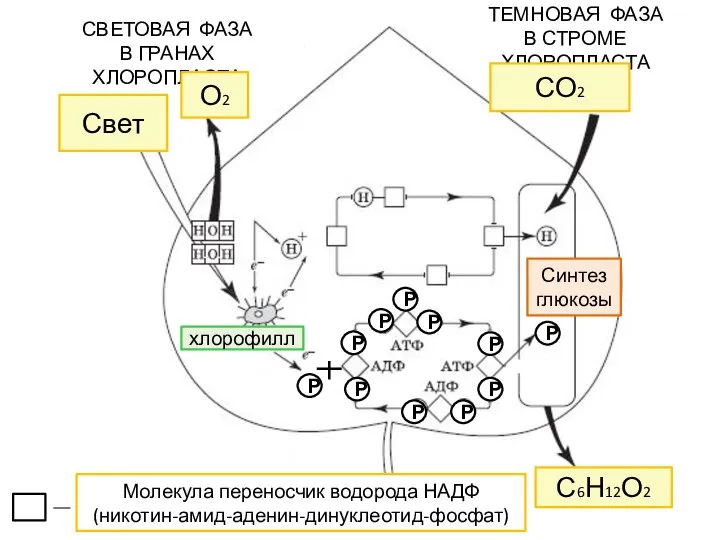 Молекула переносчик водорода НАДФ (никотин-амид-аденин-динуклеотид-фосфат) С6Н12О2 ТЕМНОВАЯ ФАЗА В СТРОМЕ ХЛОРОПЛАСТА СВЕТОВАЯ