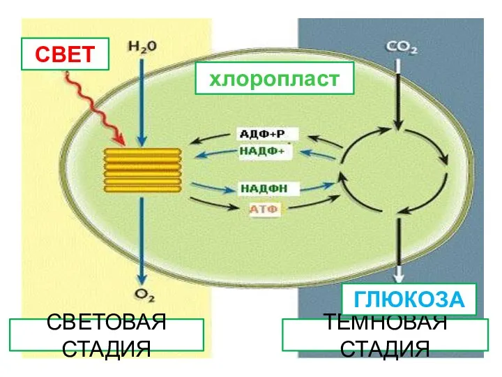 СВЕТ СВЕТОВАЯ СТАДИЯ ТЕМНОВАЯ СТАДИЯ ГЛЮКОЗА хлоропласт