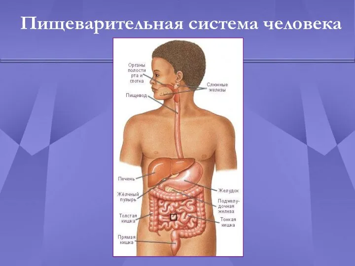 Пищеварительная система человека