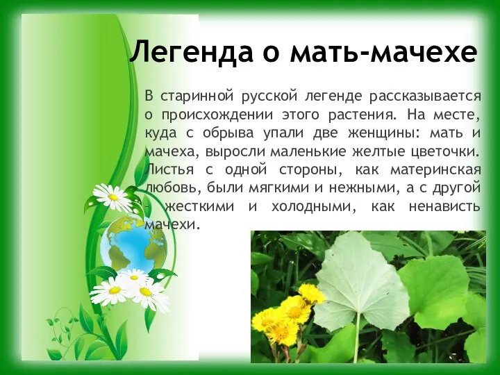 Легенда о мать-мачехе В старинной русской легенде рассказывается о происхождении этого растения.