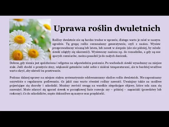 Uprawa roślin dwuletnich Dobrze, gdy ziemia jest spulchniona i wilgotna na odpowiednim