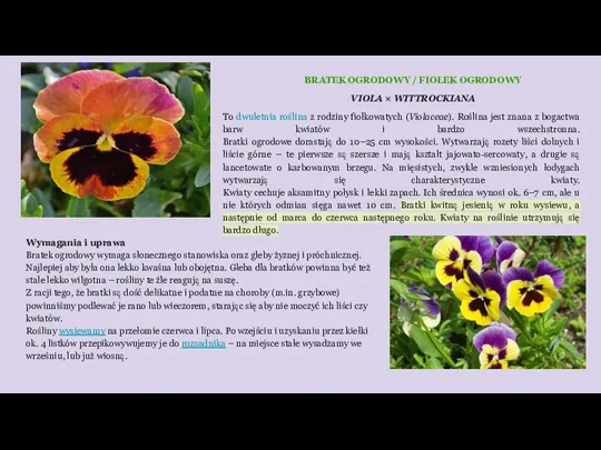 BRATEK OGRODOWY / FIOŁEK OGRODOWY VIOLA × WITTROCKIANA Wymagania i uprawa Bratek