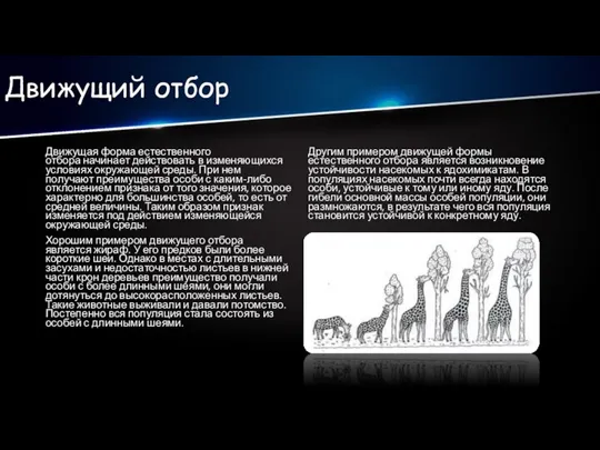 Движущий отбор Движущая форма естественного отбора начинает действовать в изменяющихся условиях окружающей