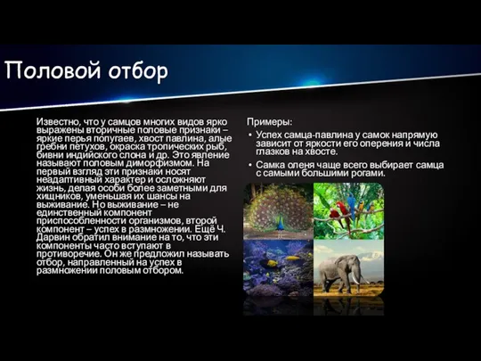 Половой отбор Известно, что у самцов многих видов ярко выражены вторичные половые