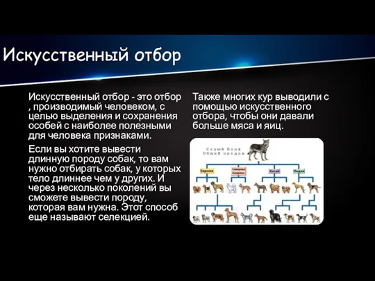 Искусственный отбор Искусственный отбор - это отбор , производимый человеком, с целью