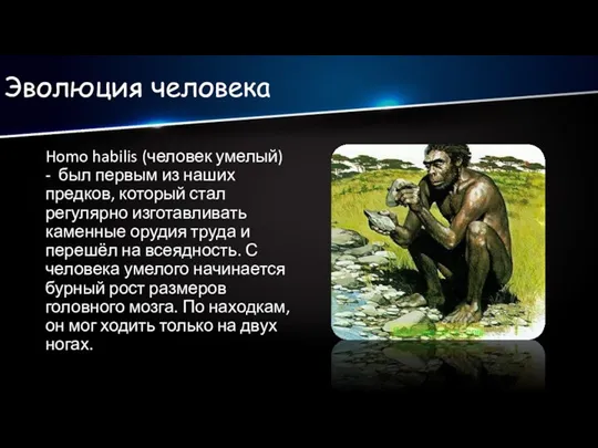Эволюция человека Homo habilis (человек умелый) - был первым из наших предков,