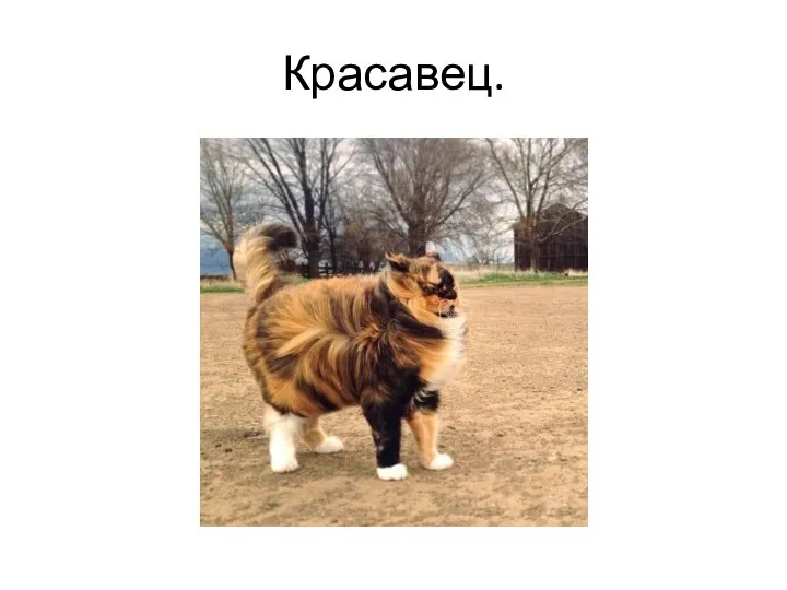 Красавец.