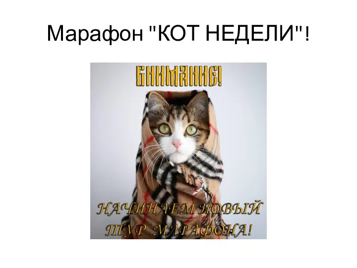 Марафон "КОТ НЕДЕЛИ"!