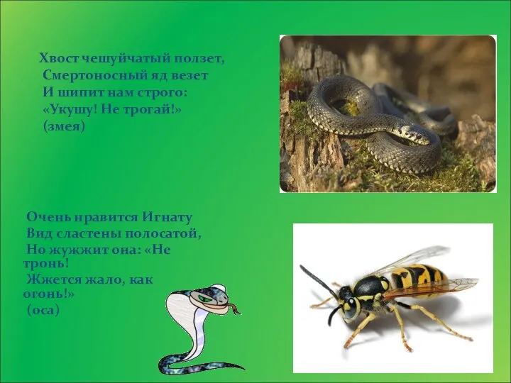 Очень нравится Игнату Вид сластены полосатой, Но жужжит она: «Не тронь! Жжется