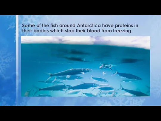 Some of the fish around Antarctica have proteins in their bodies which