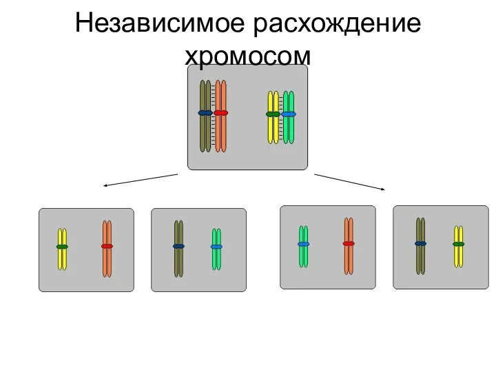 Хромосомы могут разойтись... Независимое расхождение хромосом