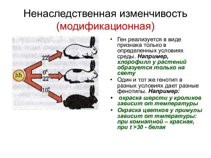 Ненаследственная изменчивость (модификационная) Ген реализуется в виде признака только в определенных условиях