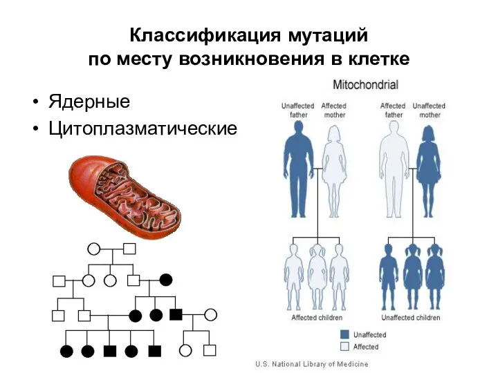 Классификация мутаций по месту возникновения в клетке Ядерные Цитоплазматические