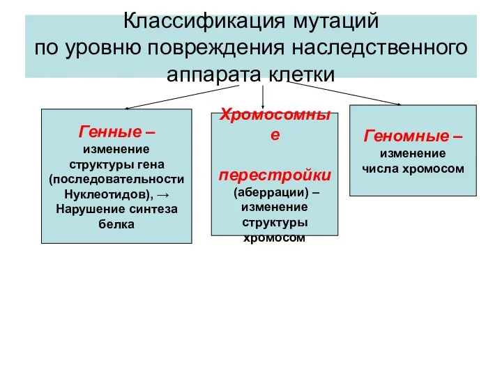 Классификация мутаций по уровню повреждения наследственного аппарата клетки Генные – изменение структуры