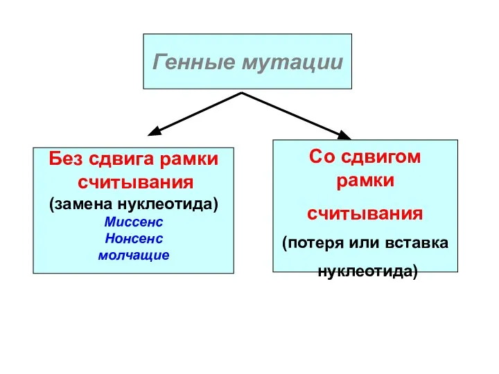 Без сдвига рамки считывания (замена нуклеотида) Миссенс Нонсенс молчащие Со сдвигом рамки