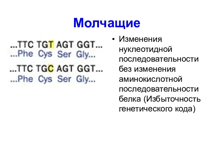 Молчащие Изменения нуклеотидной последовательности без изменения аминокислотной последовательности белка (Избыточность генетического кода)