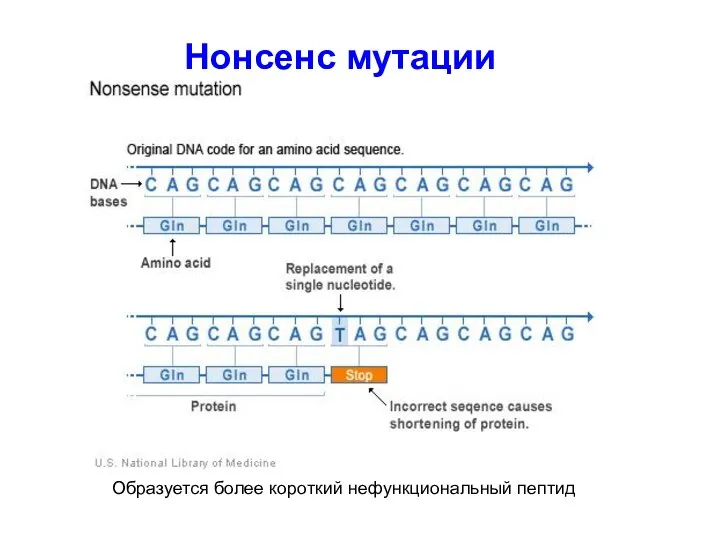 Нонсенс мутации Образуется более короткий нефункциональный пептид