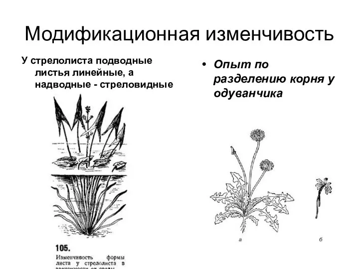 Модификационная изменчивость У стрелолиста подводные листья линейные, а надводные - стреловидные Опыт