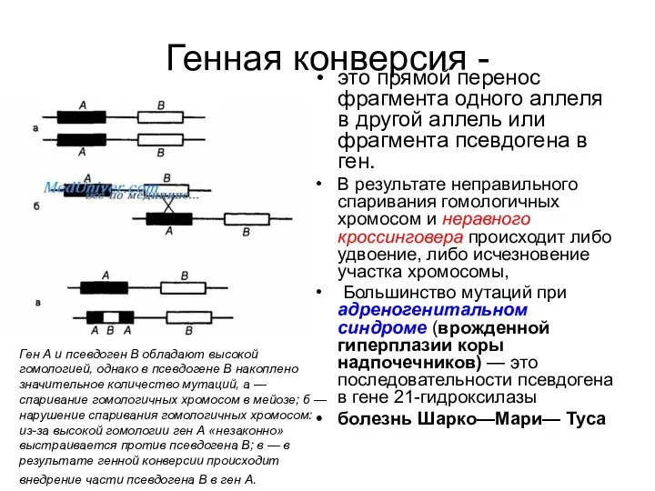 Генная конверсия - это прямой перенос фрагмента одного аллеля в другой аллель