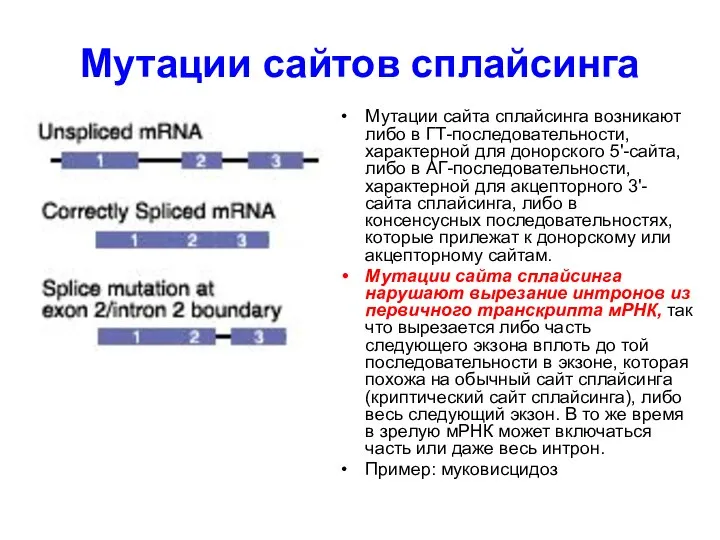 Мутации сайтов сплайсинга Мутации сайта сплайсинга возникают либо в ГТ-последовательности, характерной для