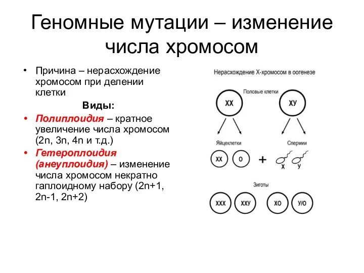 Геномные мутации – изменение числа хромосом Причина – нерасхождение хромосом при делении