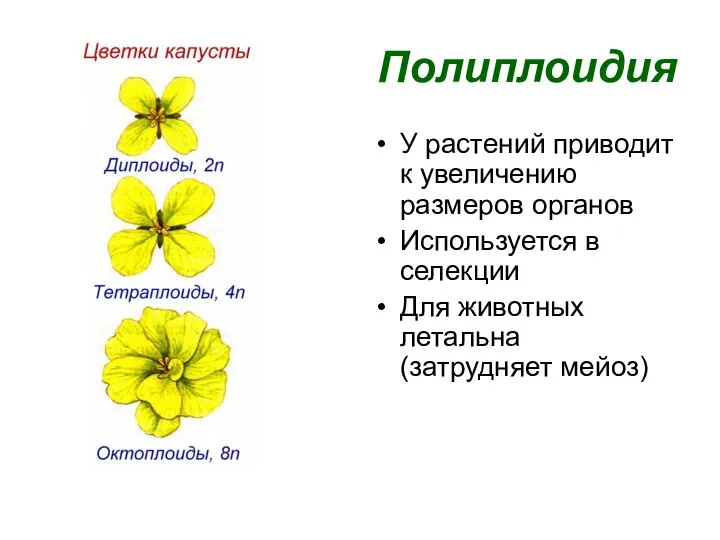 Полиплоидия У растений приводит к увеличению размеров органов Используется в селекции Для животных летальна (затрудняет мейоз)