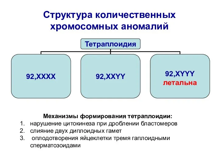 Структура количественных хромосомных аномалий Механизмы формирования тетраплоидии: нарушение цитокинеза при дроблении бластомеров