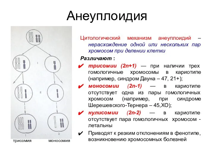 Анеуплоидия Цитологический механизм анеуплоидий –нерасхождение одной или нескольких пар хромосом при делении