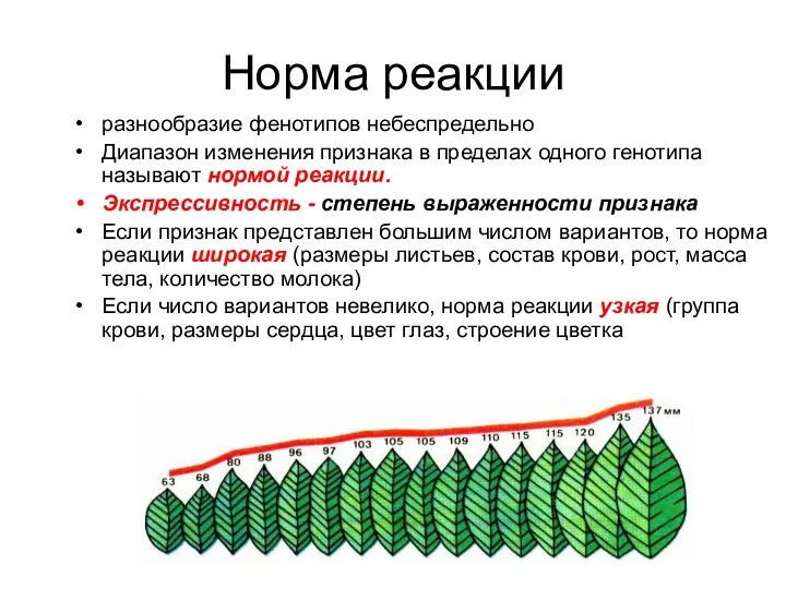 Норма реакции разнообразие фенотипов небеспредельно Диапазон изменения признака в пределах одного генотипа