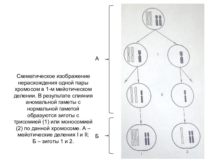 Схематическое изображение нерасхождения одной пары хромосом в 1-м мейотическом делении. В результате