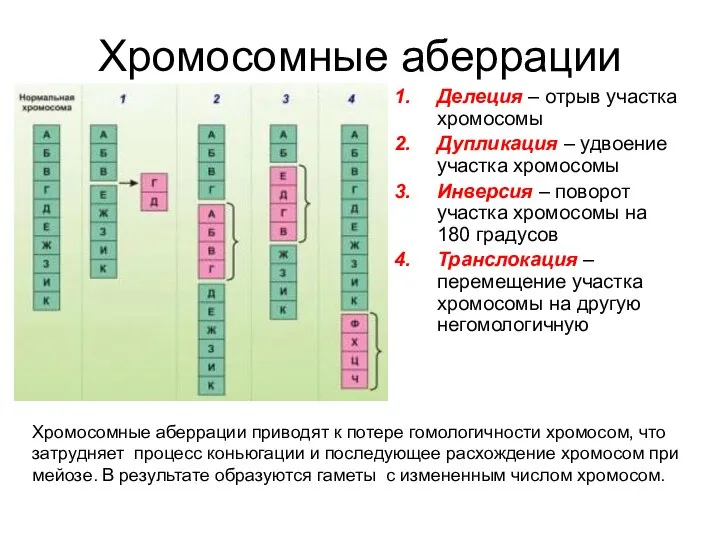 Хромосомные аберрации Делеция – отрыв участка хромосомы Дупликация – удвоение участка хромосомы