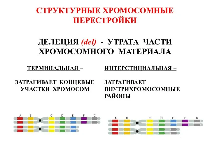 СТРУКТУРНЫЕ ХРОМОСОМНЫЕ ПЕРЕСТРОЙКИ ДЕЛЕЦИЯ (del) - УТРАТА ЧАСТИ ХРОМОСОМНОГО МАТЕРИАЛА