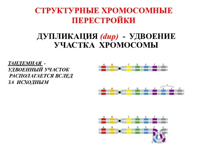 СТРУКТУРНЫЕ ХРОМОСОМНЫЕ ПЕРЕСТРОЙКИ ДУПЛИКАЦИЯ (dup) - УДВОЕНИЕ УЧАСТКА ХРОМОСОМЫ ТАНДЕМНАЯ - УДВОЕННЫЙ