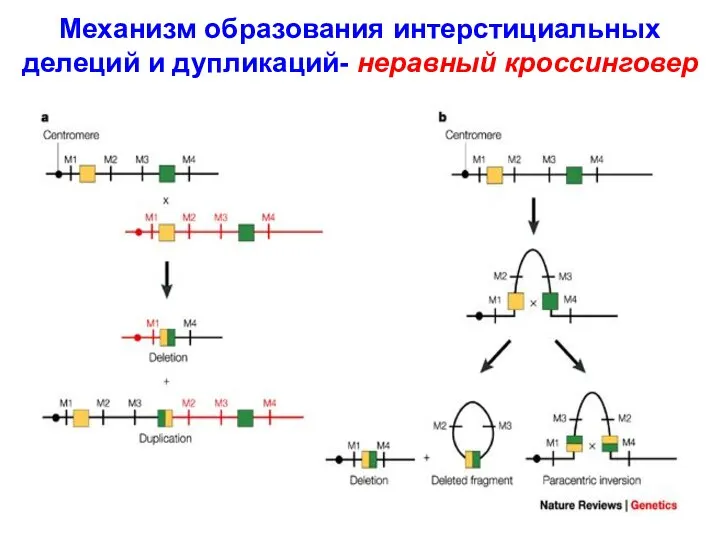 Механизм образования интерстициальных делеций и дупликаций- неравный кроссинговер