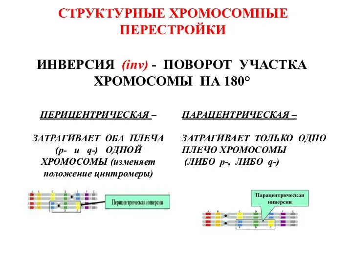 СТРУКТУРНЫЕ ХРОМОСОМНЫЕ ПЕРЕСТРОЙКИ ИНВЕРСИЯ (inv) - ПОВОРОТ УЧАСТКА ХРОМОСОМЫ НА 180°