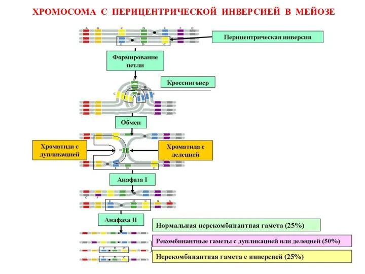 ХРОМОСОМА С ПЕРИЦЕНТРИЧЕСКОЙ ИНВЕРСИЕЙ В МЕЙОЗЕ