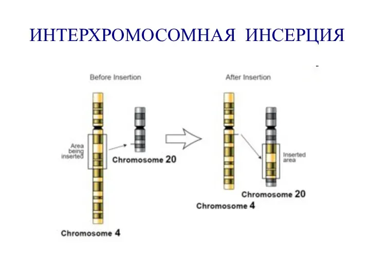 ИНТЕРХРОМОСОМНАЯ ИНСЕРЦИЯ