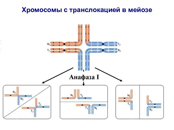 Хромосомы с транслокацией в мейозе