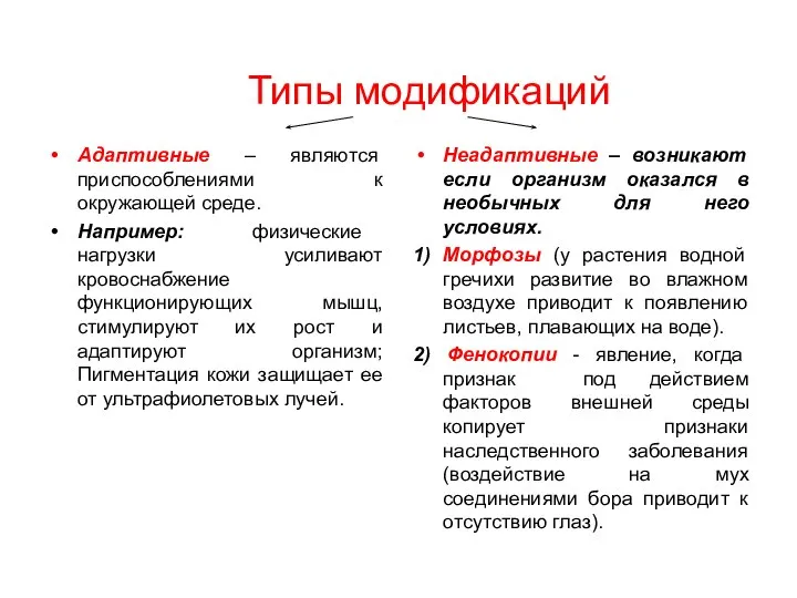 Типы модификаций Адаптивные – являются приспособлениями к окружающей среде. Например: физические нагрузки