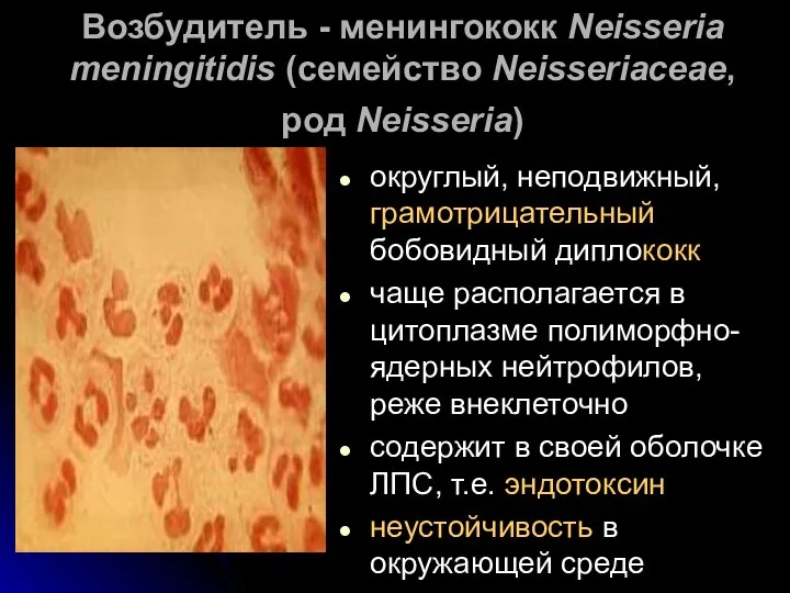 Возбудитель - менингококк Neisseria meningitidis (семейство Neisseriaceae, род Neisseria) округлый, неподвижный, грамотрицательный