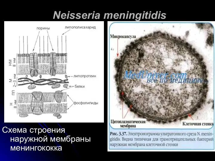 Neisseria meningitidis Схема строения наружной мембраны менингококка