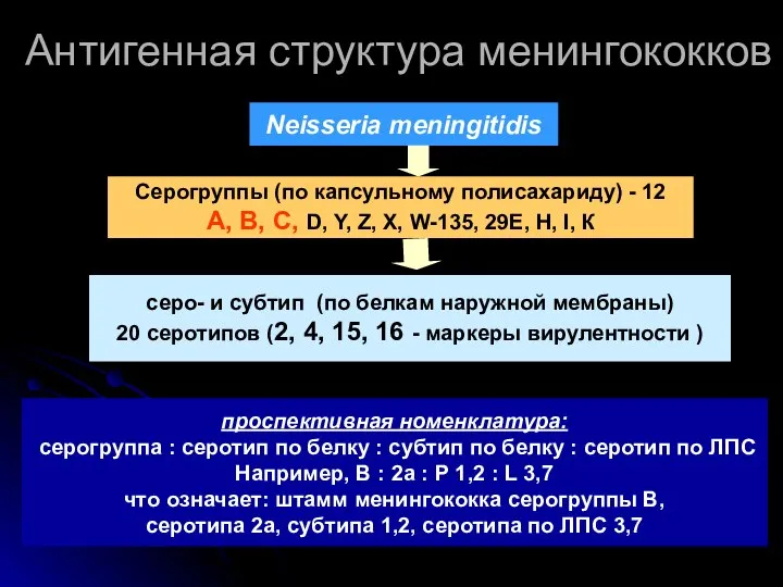 Антигенная структура менингококков Neisseria meningitidis Серогруппы (по капсульному полисахариду) - 12 А,