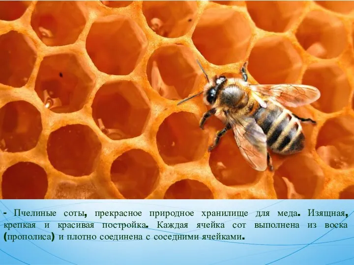 - Пчелиные соты, прекрасное природное хранилище для меда. Изящная, крепкая и красивая