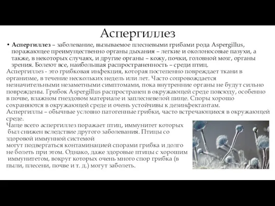 Аспергиллез Аспергиллез – заболевание, вызываемое плесневыми грибами рода Aspergillus, поражающее преимущественно органы