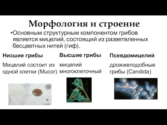 Морфология и строение Основным структурным компонентом грибов является мицелий, состоящий из разветвленных