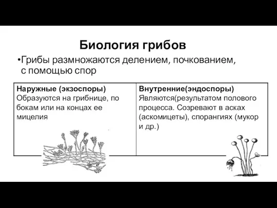 Биология грибов Грибы размножаются делением, почкованием, с помощью спор